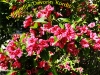 rododendron_grm